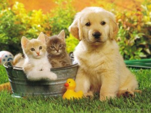dogs-and-cats-pictures